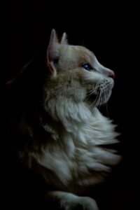 猫の横顔
