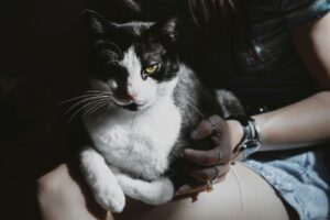 膝に抱かれた猫
