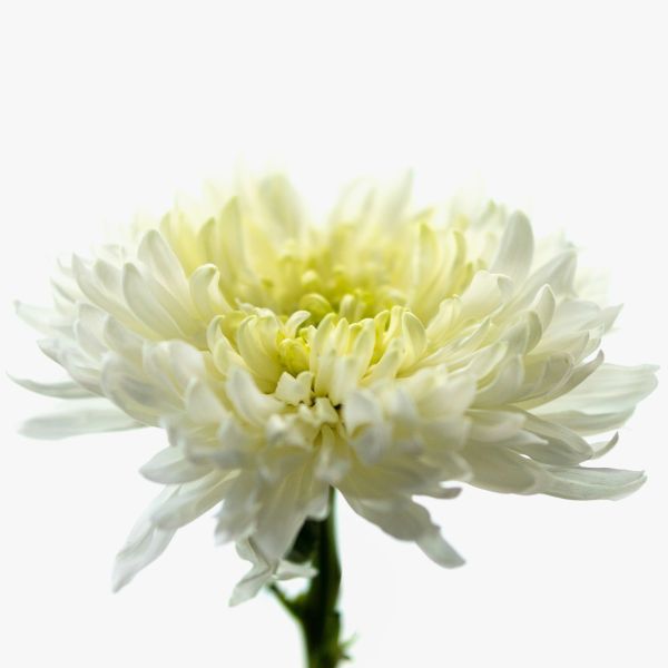 菊
