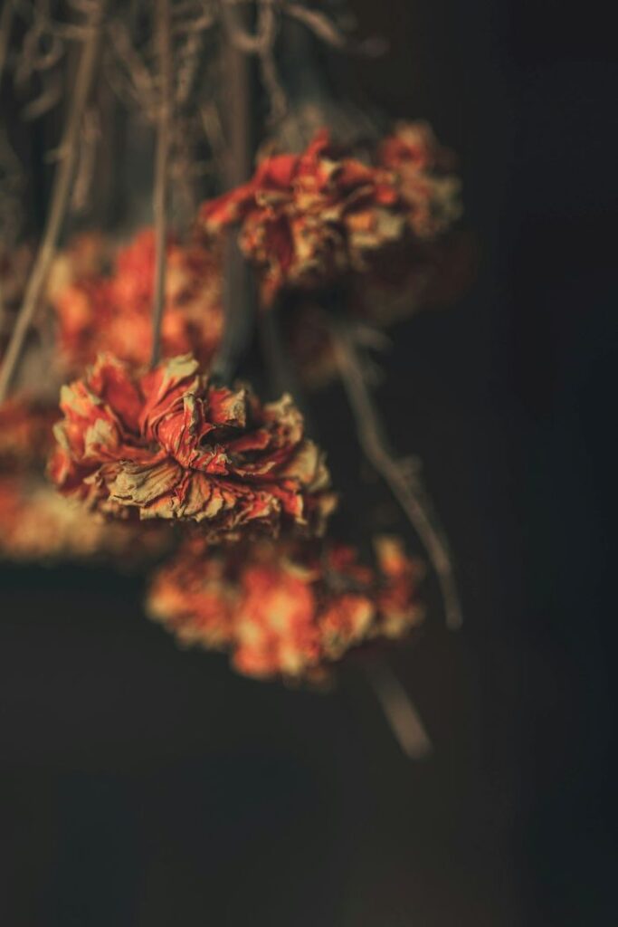 ドライフラワー