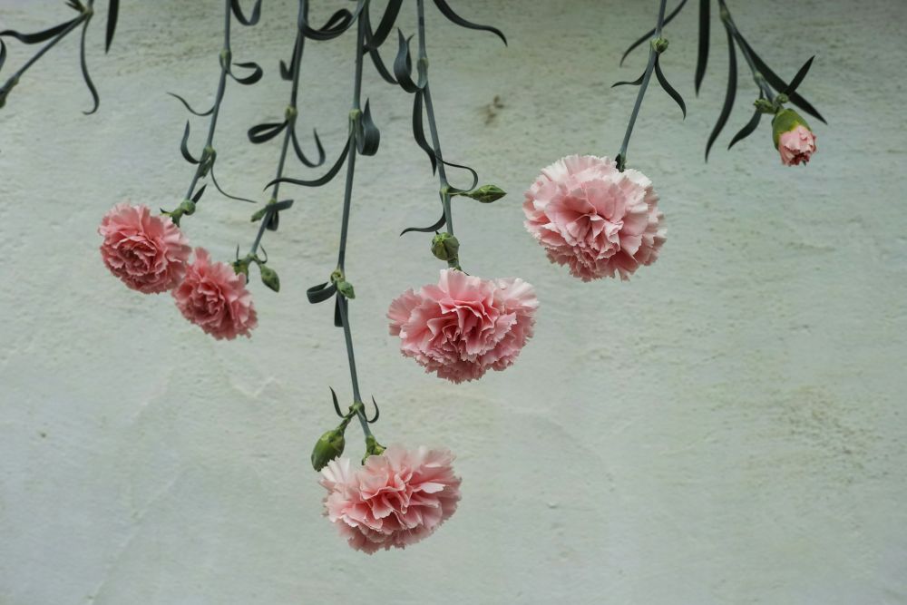 カーネーション